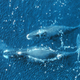 Illustration for article titled There may be whales alive today that were born before Moby Dick was written